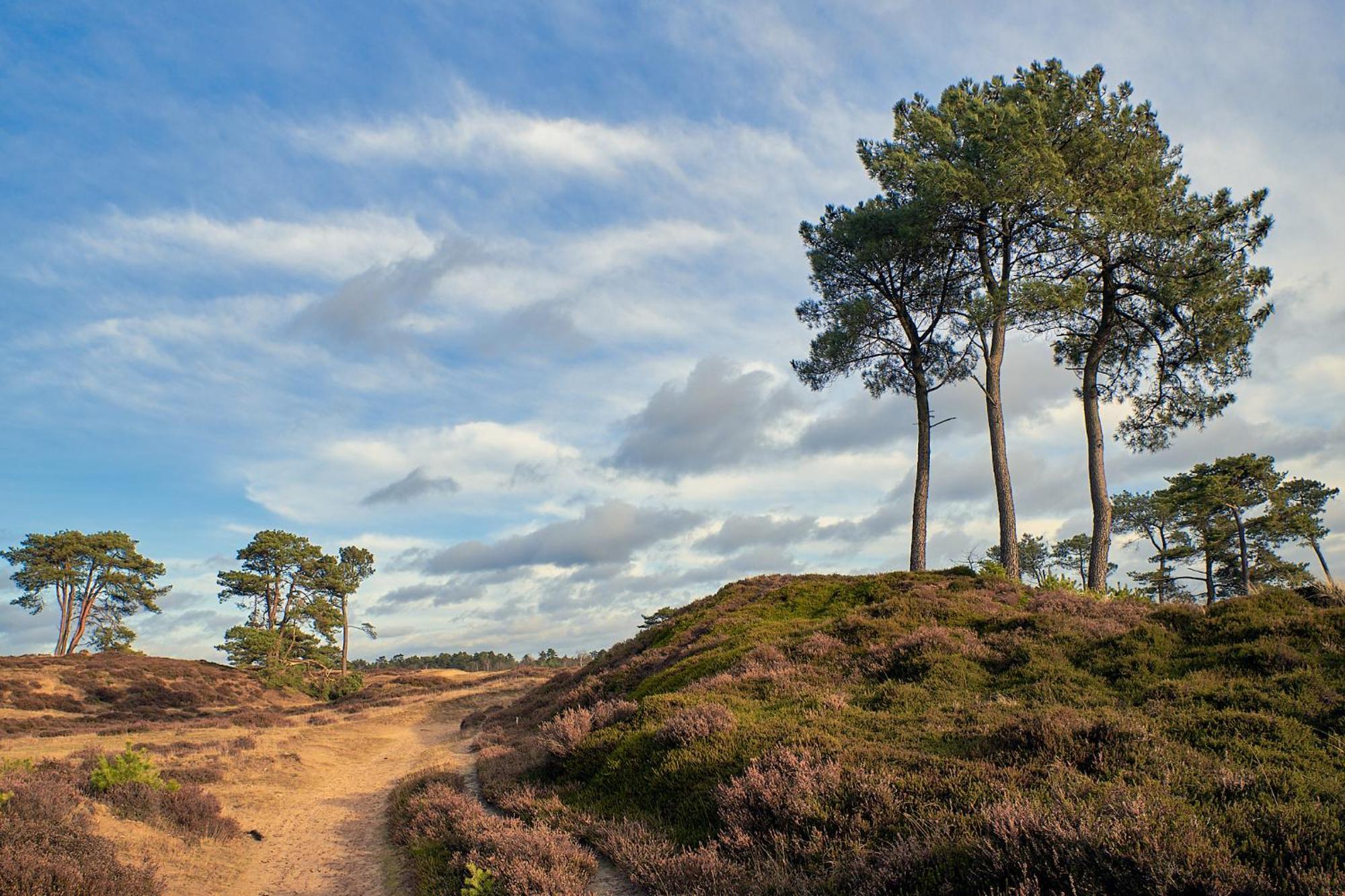 Huisje De Geluksvogel Zorgvlied ภายนอก รูปภาพ